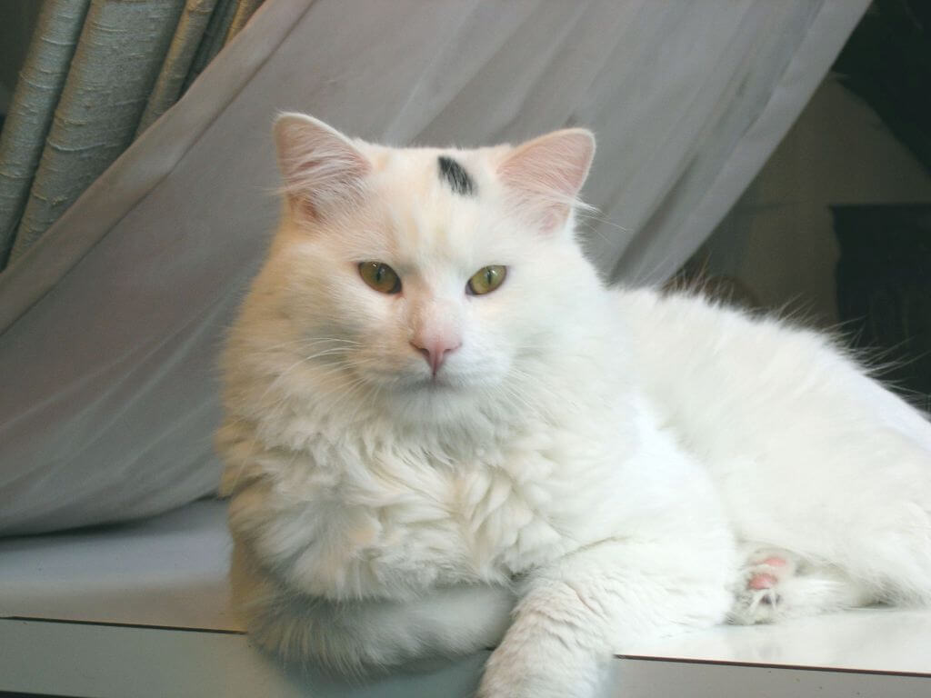 White cat posing in front of gray drapery