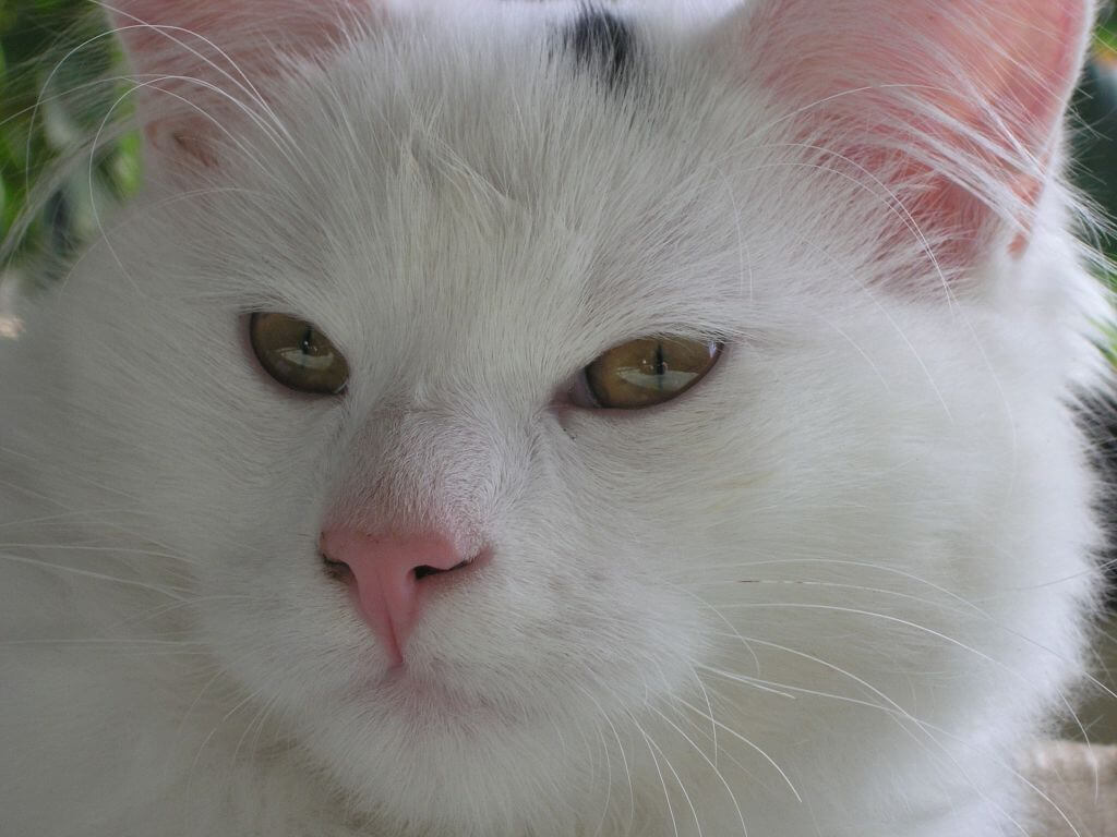 Close up portrait photo of a cat's face