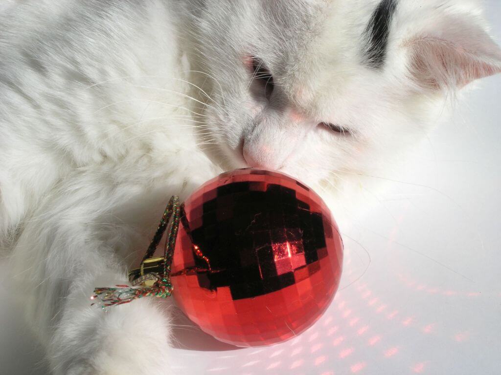 Cat playing with red Christmas ornament
